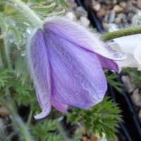 Pulsatilla vulgaris 'Heiler Hybrids'